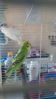 Budgies for sale