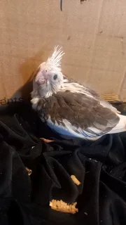 Handreared 4Whiteface cockatiels available