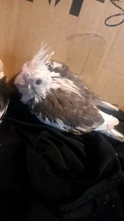 Handreared 4Whiteface cockatiels available