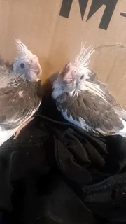 Handreared 4Whiteface cockatiels available