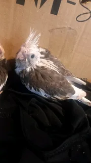 Handreared 4Whiteface cockatiels available