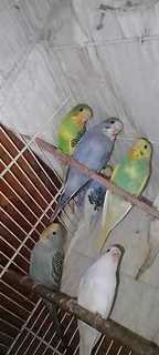 Budgies for sale