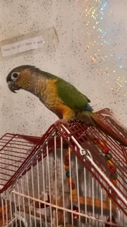 Handreared Conures available R600