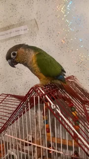 Handreared Conures available R600