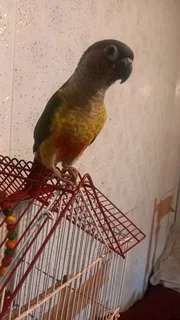 Handreared Conures available R600