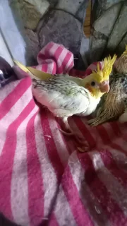 Handreared cockatiels available