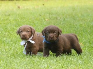 Chocolate Labrador puppies