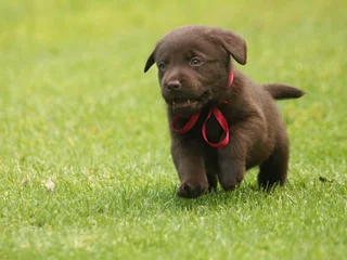 Chocolate Labrador puppies
