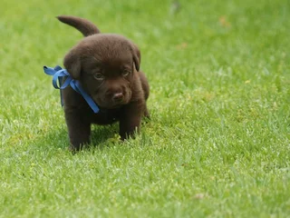 Chocolate Labrador puppies