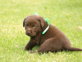 Chocolate Labrador puppies