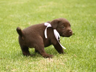 Chocolate Labrador puppies