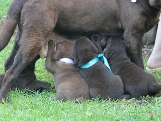 Chocolate Labrador puppies
