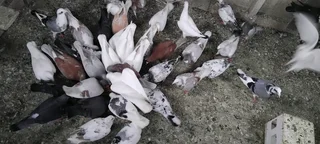 Homing pigeons