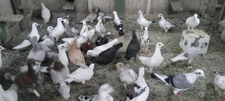 Homing pigeons