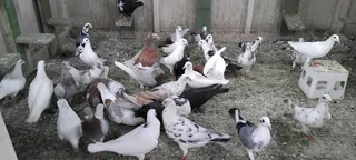 Homing pigeons