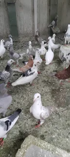 Homing pigeons
