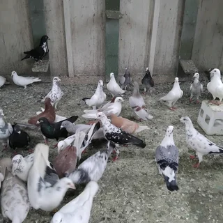 Homing pigeons