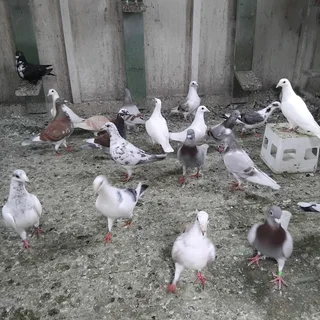 Homing pigeons