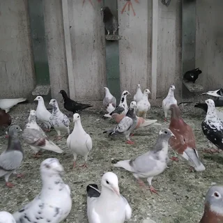 Homing pigeons