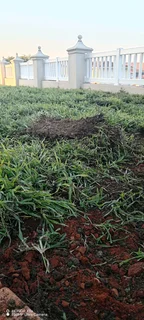 Farm fresh evergreen instant lawn