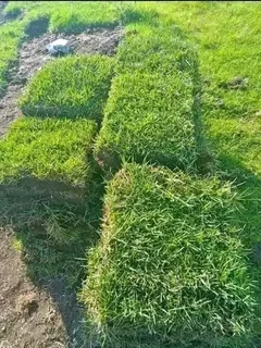 Farm fresh evergreen instant lawn
