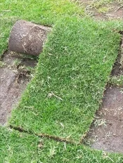 Farm fresh evergreen instant lawn