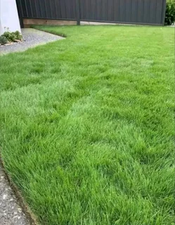 Farm fresh evergreen instant lawn