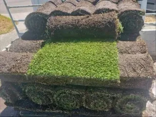 Farm fresh evergreen instant lawn