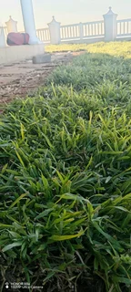 Farm fresh evergreen instant lawn