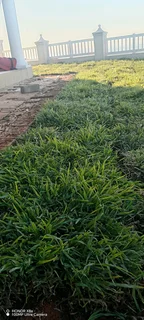 Farm fresh evergreen instant lawn