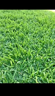 Green grass