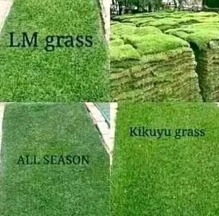 Farm fresh evergreen instant lawn