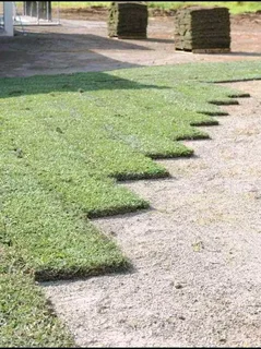 Farm fresh evergreen instant lawn