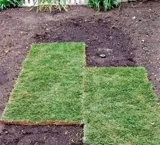 Farm fresh evergreen instant lawn