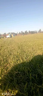 Farm fresh evergreen instant lawn