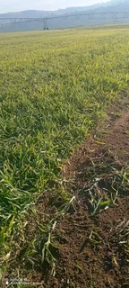 Farm fresh evergreen instant lawn