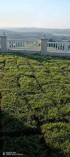 Farm fresh evergreen instant lawn