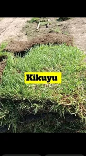 Farm fresh evergreen instant lawn