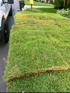 Farm fresh evergreen instant lawn