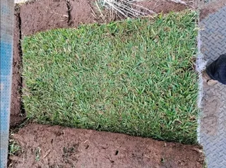 Farm fresh evergreen instant lawn