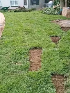 Farm fresh evergreen instant lawn