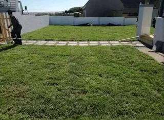 Farm fresh evergreen instant lawn