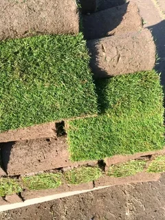 Farm fresh evergreen instant lawn