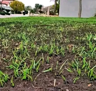 Farm fresh evergreen instant lawn