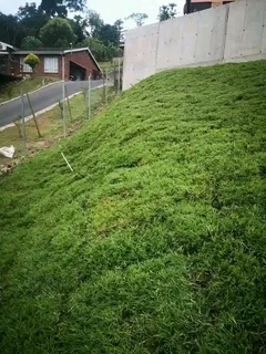 Farm fresh evergreen instant lawn