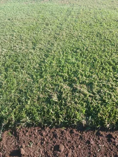 Farm fresh evergreen instant lawn