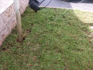 Farm fresh evergreen instant lawn