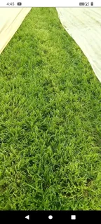 Farm fresh evergreen instant lawn