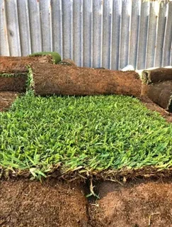 Farm fresh evergreen instant lawn