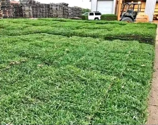 Farm fresh evergreen instant lawn